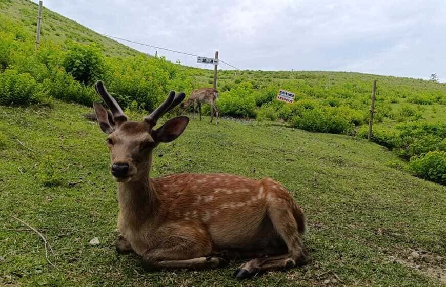 2 Days in Nara: Temples, Deer & Mt. Wakakusa Hike Guide