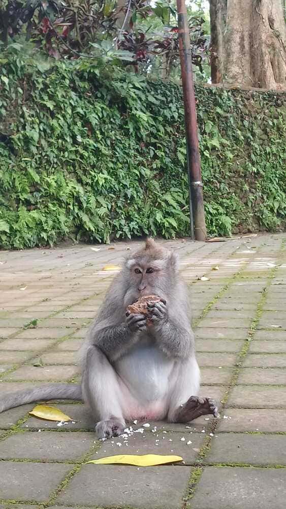a monkey in Monkey forest