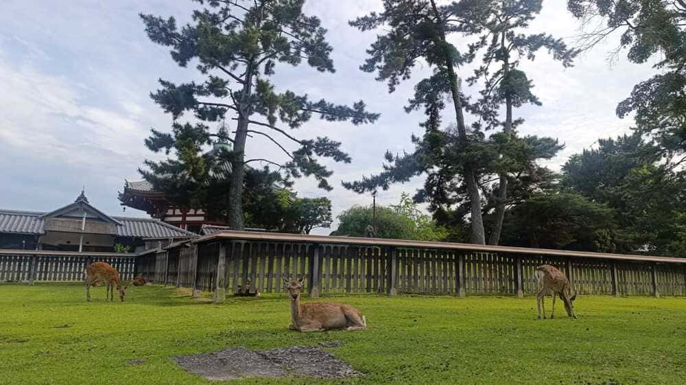 deers in Nara 