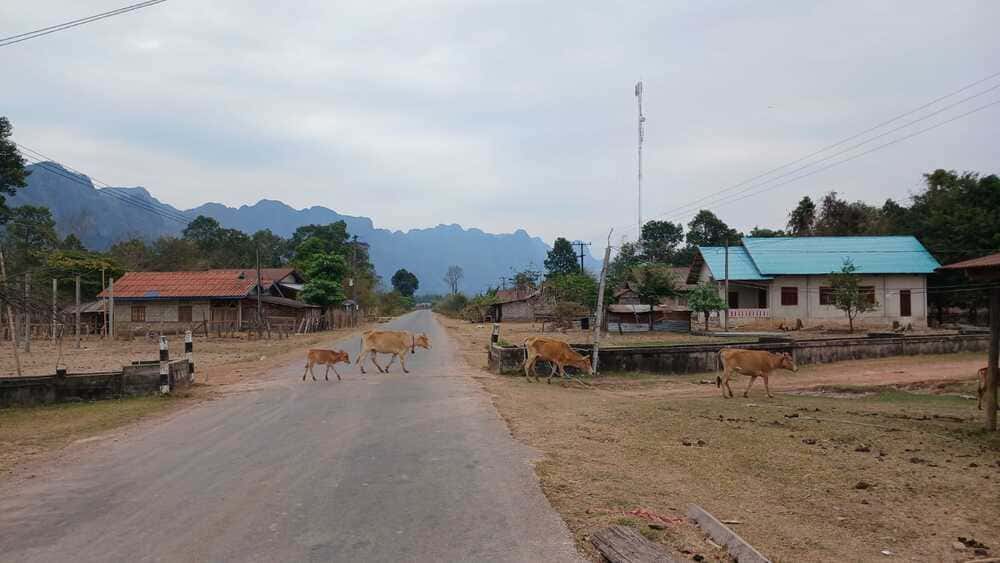 Cows casually crossing the road in Laos