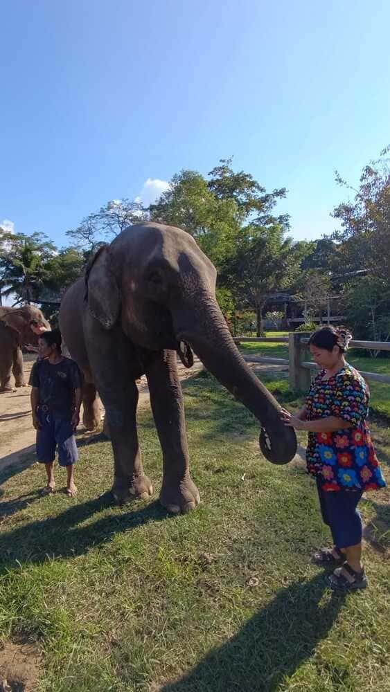 feeding the elephants sugarcane