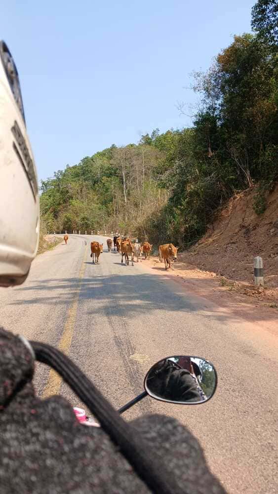 a cow traffic jam