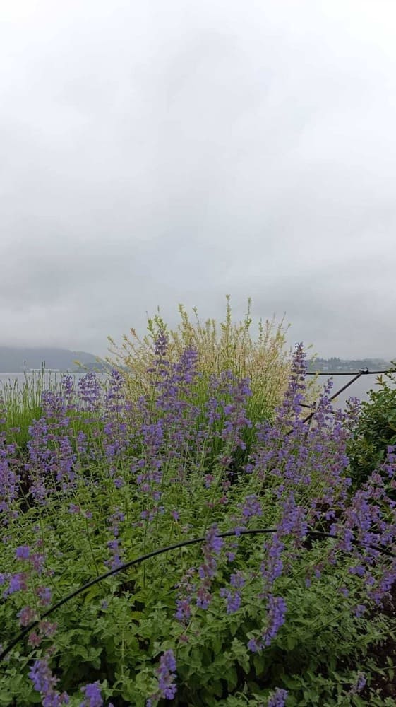Lake Yamanaka