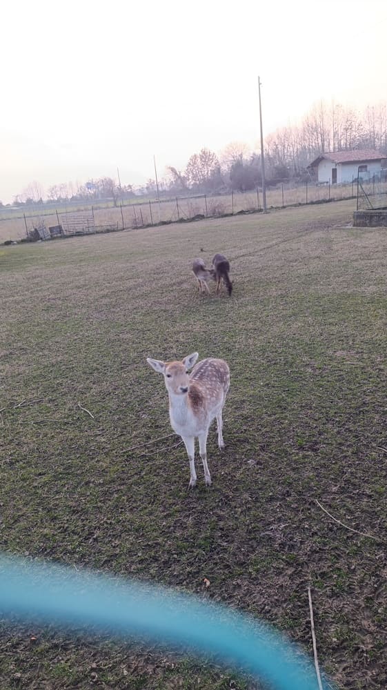Deers in Bergamo