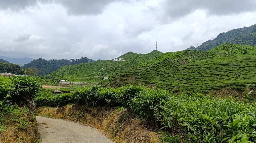 Tea plantations in Cameron Highlands with green rolling hills