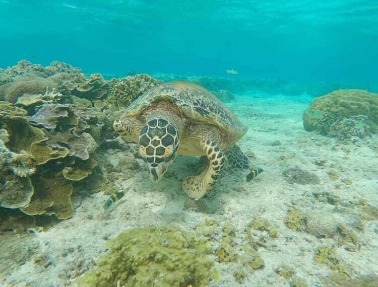 2 Weeks in Gili Trawangan: An Honest Travel Guide for First-Time Visitors