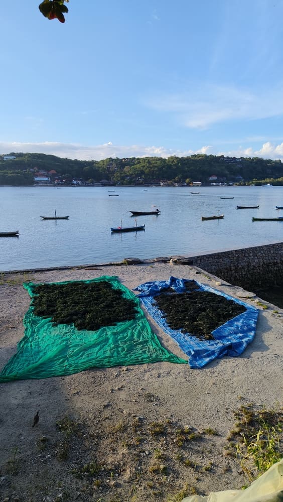 Dried seaweed